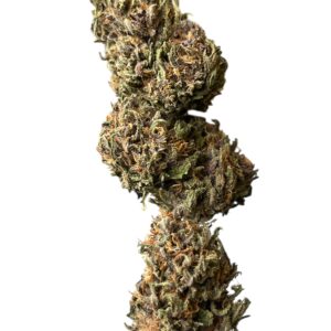 Fleur CBD française Rainbow Warrior